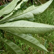 Psiadia laurifolia.bois de tabac.bois de chenilles .asteraceae.endémique Réunion. (1).jpeg